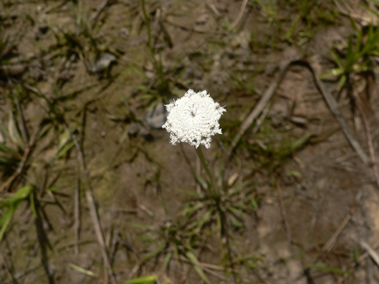 {Eriocaulon compressum}